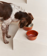 Brauner Hundenapf aus Keramik, Lisboa
