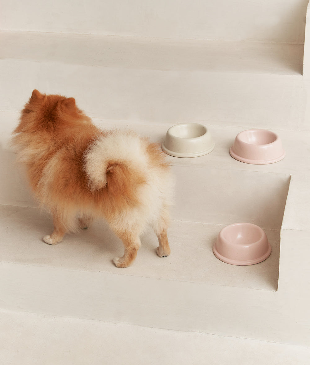 Bone White Ceramic Dog Bowl, Bole