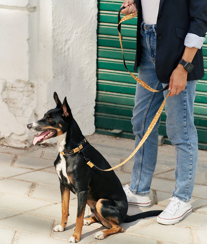 Packhalsband und Leine aus recyceltem PET-Design, Memphis-Gelb, Juno