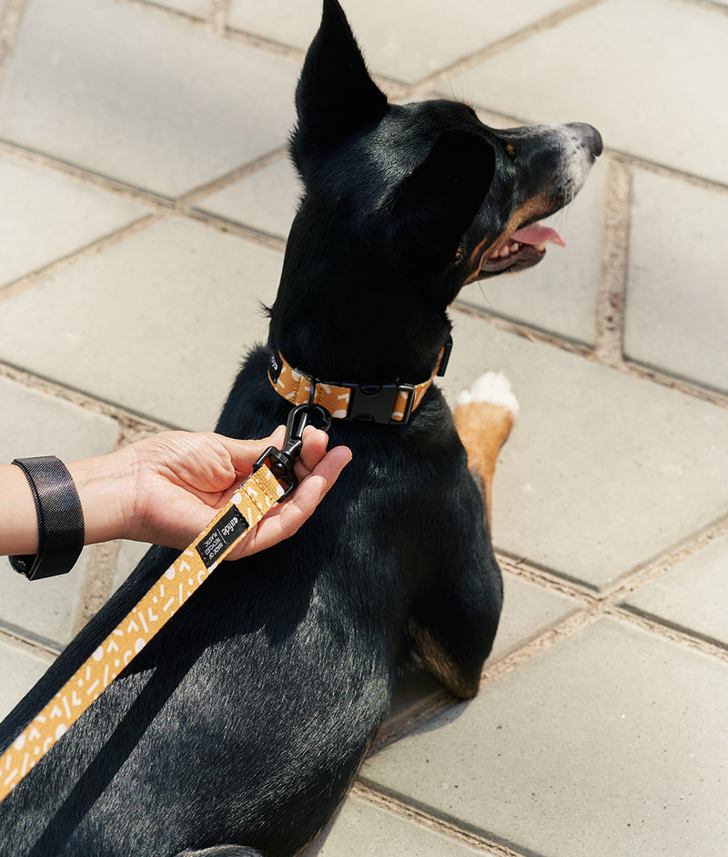 Pack Collar and Leash Recycled PET Design Memphis Yellow, Juno