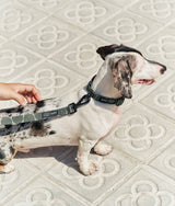 Leine 1,2 m, recyceltes PET-Design, Japangrün, Juno