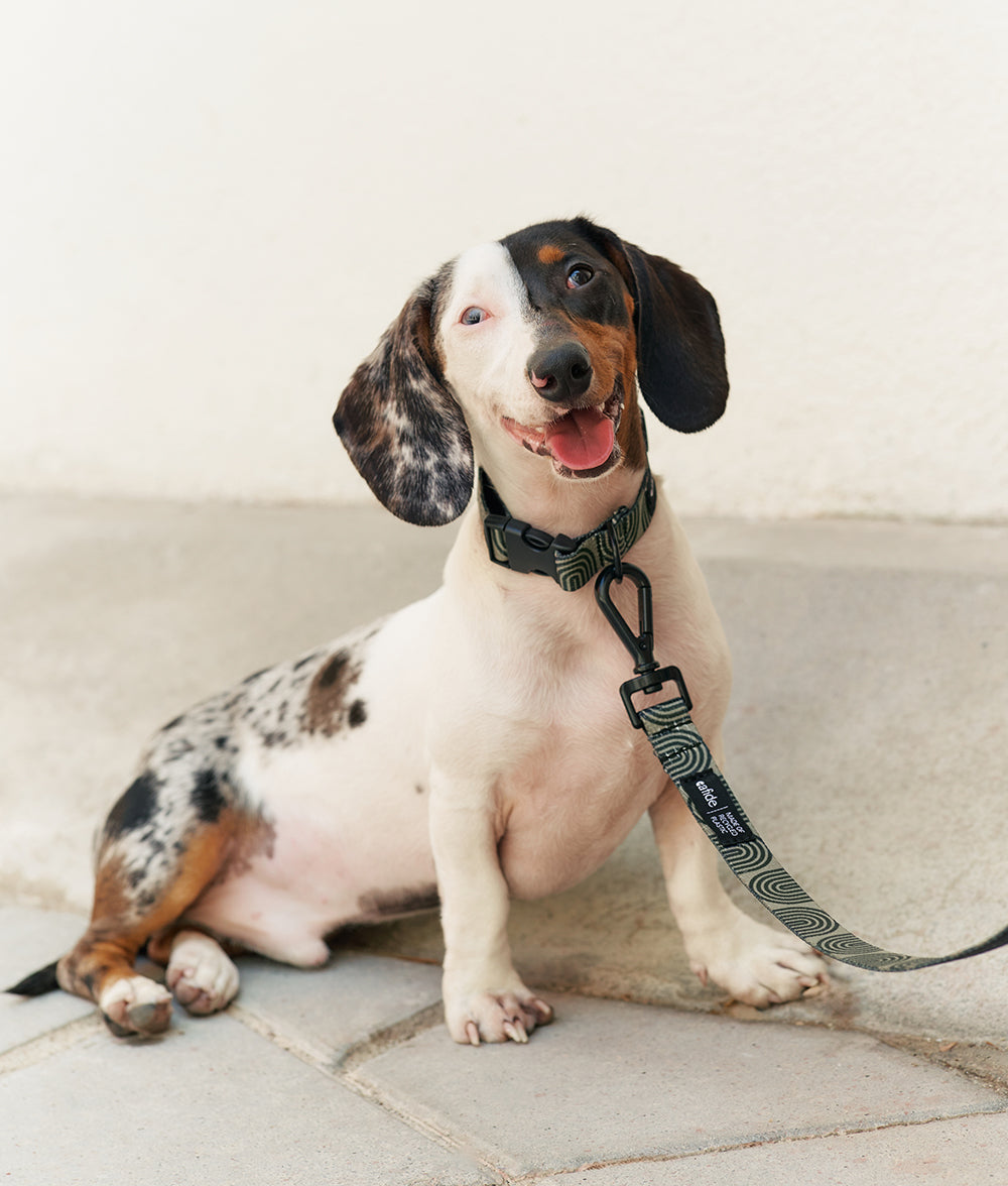 Packhalsband und Leine aus recyceltem PET-Design, Japangrün, Juno