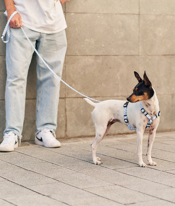 Correa 1,2m PET Reciclado Diseño Vichy Azul, Juno