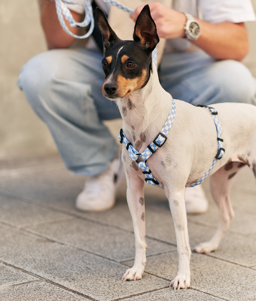 Recyceltes PET-Geschirr und Leine Pack Vichy Design Blau, Juno