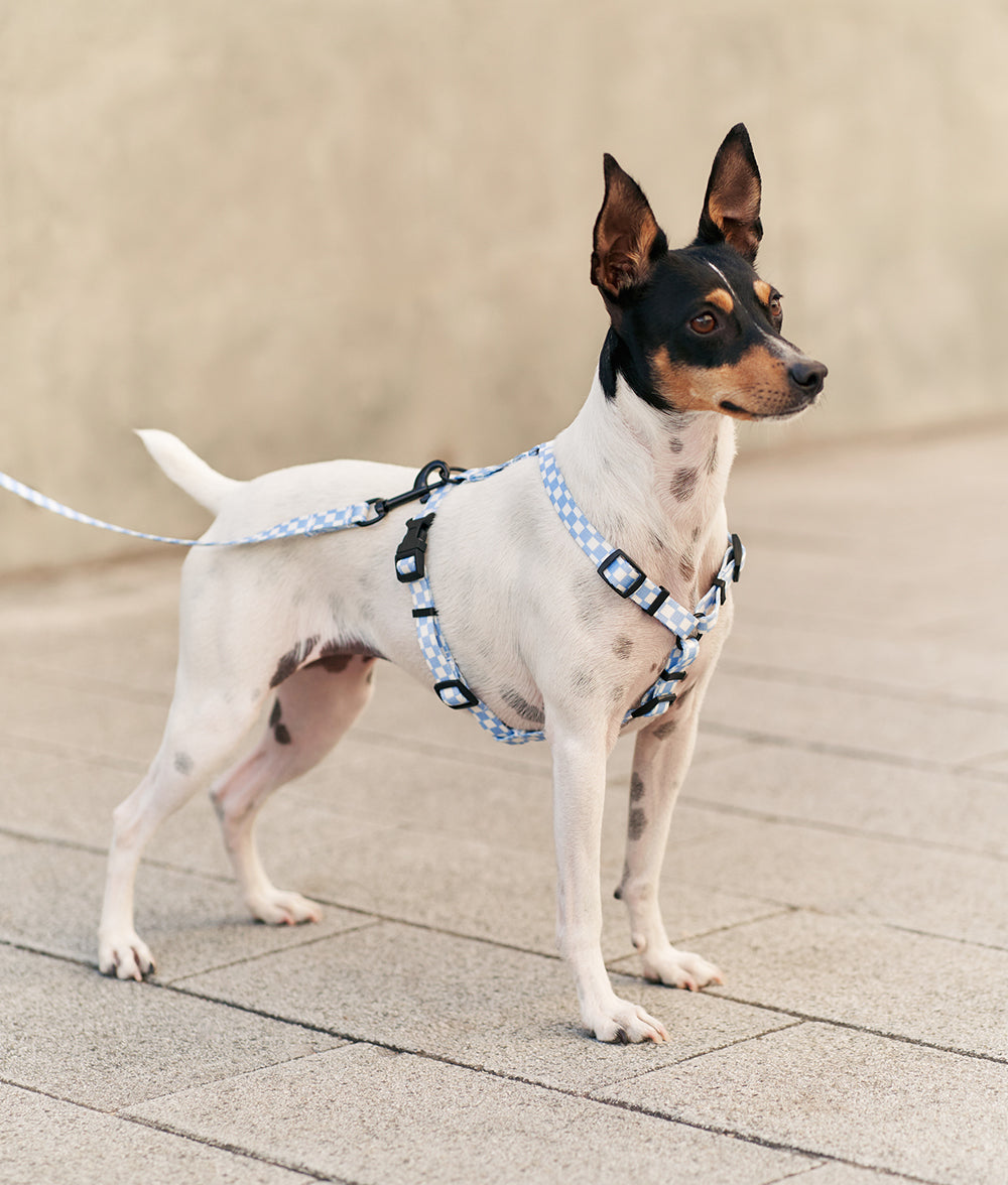 Recycled PET Harness and Leash Pack Vichy Design Blue, Juno