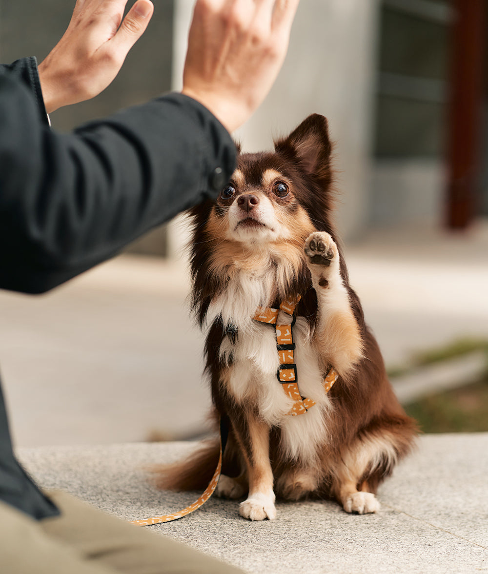 Recyceltes PET-Geschirr und Leinenrucksack Memphis Mustard Design, Juno