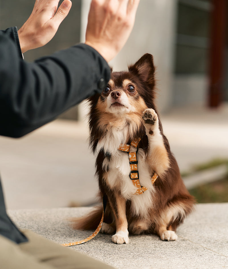 Recycled PET Harness Memphis Design Mustard, Juno