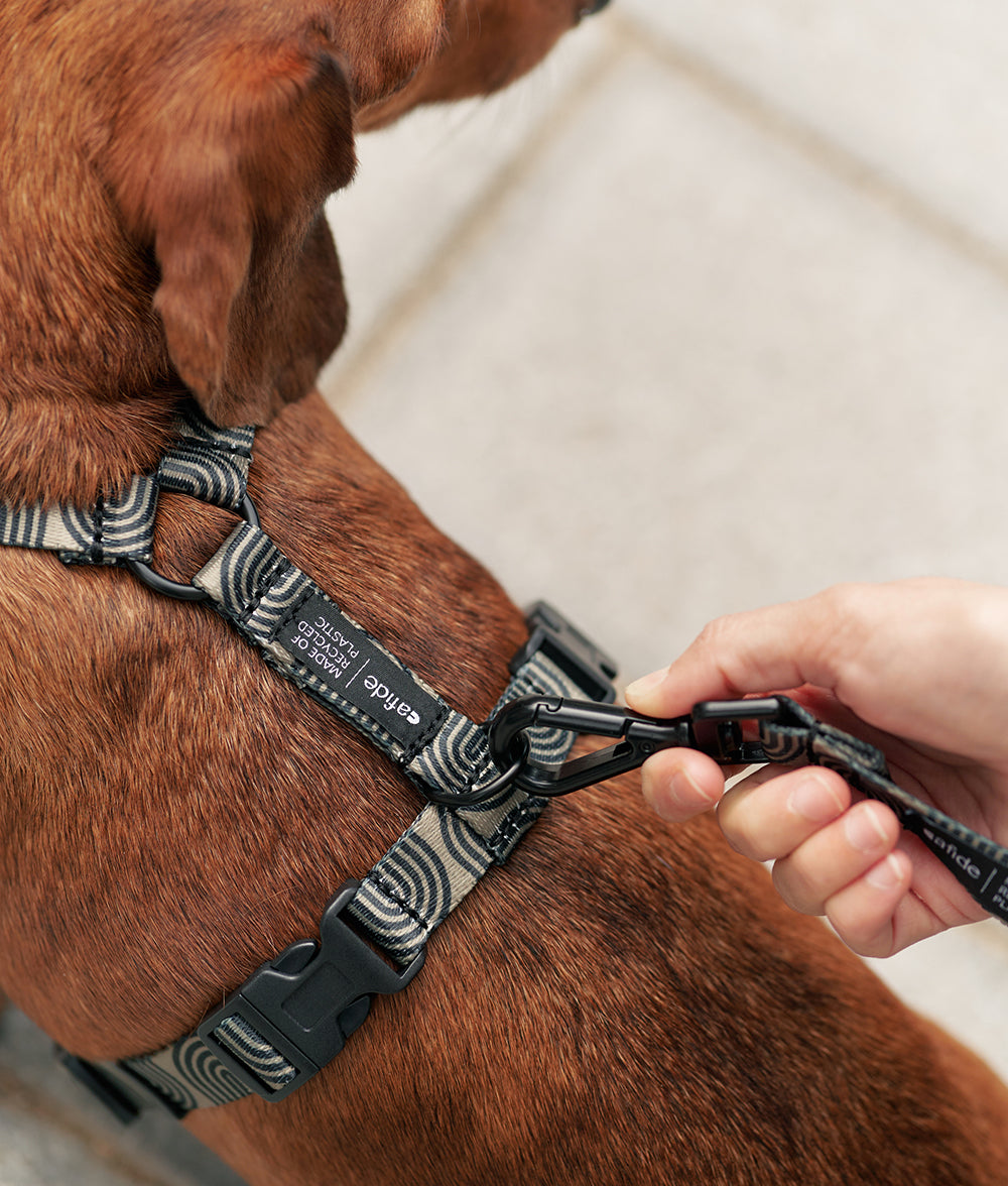 Geschirr und Leine aus recyceltem PET Green Japan Design, Juno