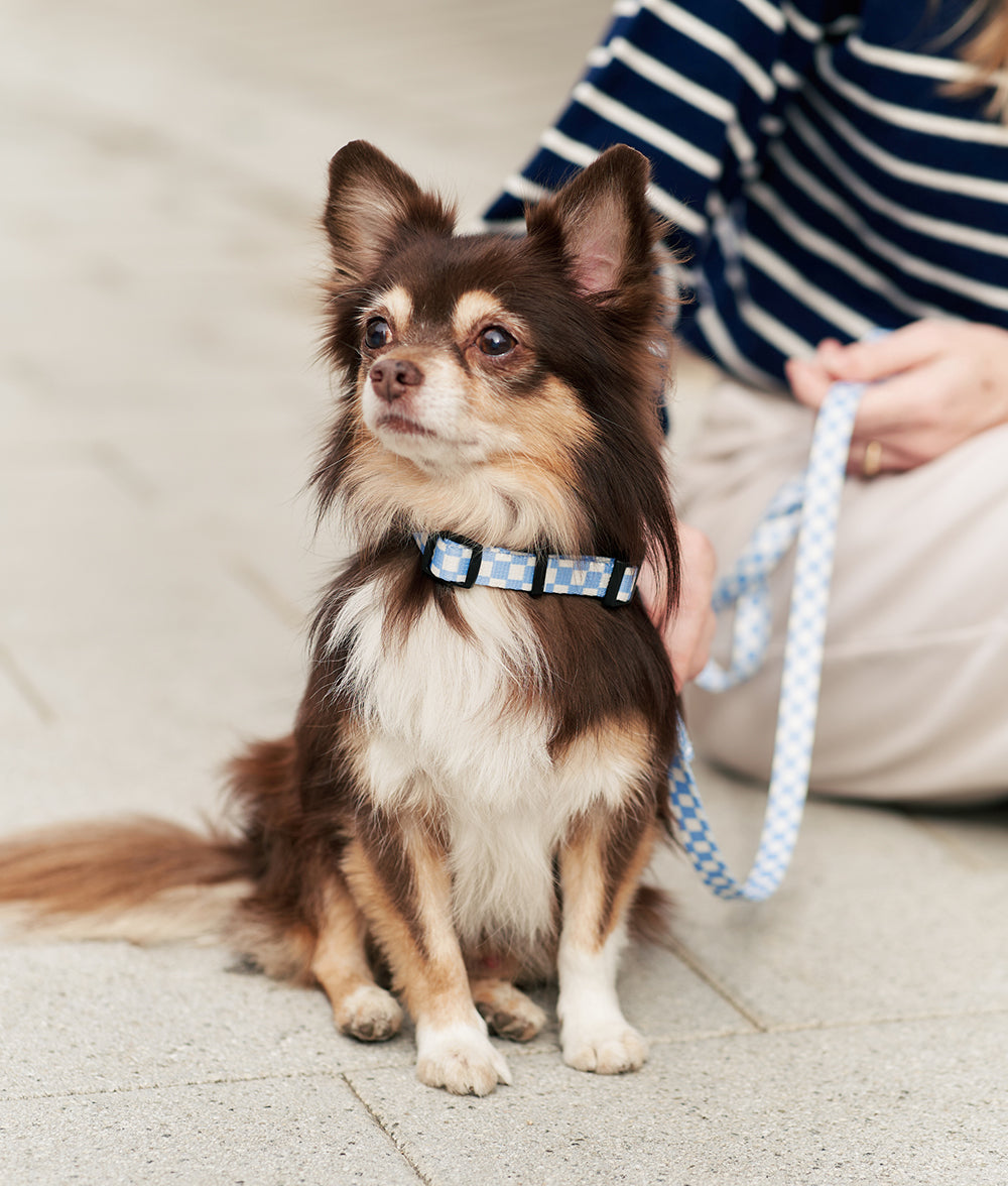Recyceltes PET-Halsband und Leine, Design Vichy Blau, Juno