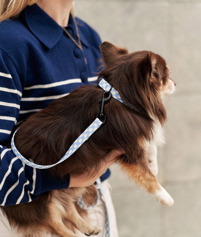 Collier PET Recyclé Vichy Design Bleu, Juno