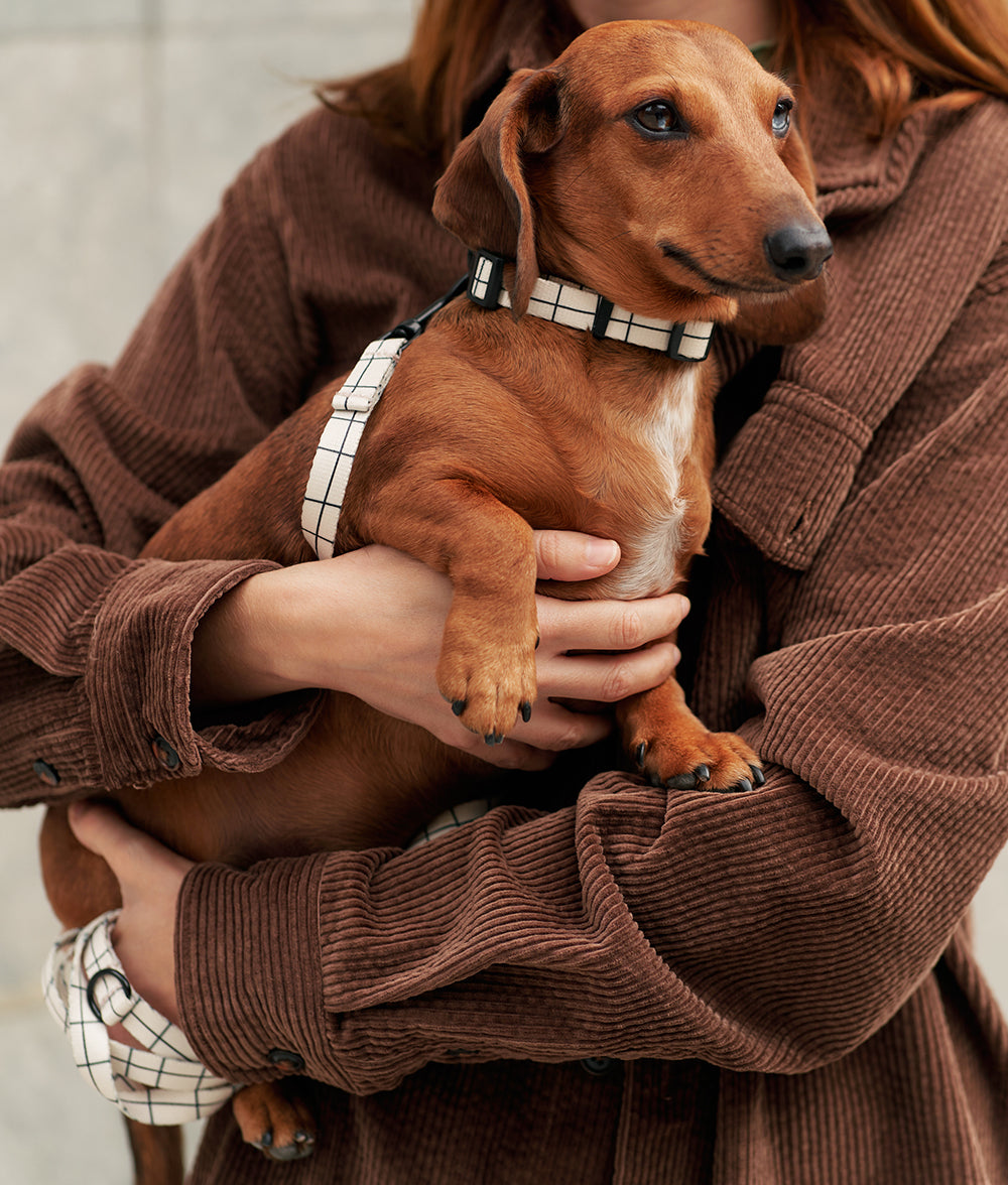 Recyceltes PET Halsband und Leine Pack Beige Line Design, Juno