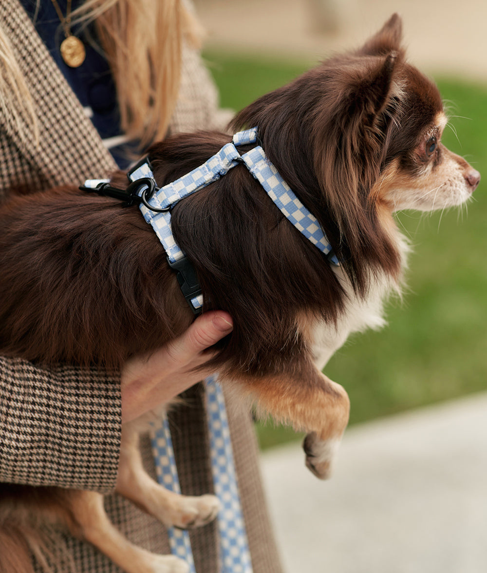 Recyceltes PET-Geschirr und Leine Pack Vichy Design Blau, Juno