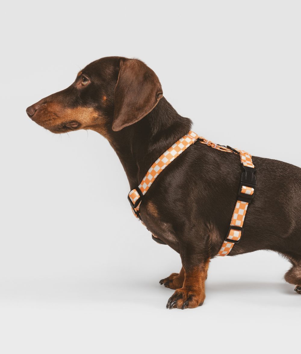 Recyceltes PET-Geschirr und Leine Pack Pfirsich Orange Design, Juno