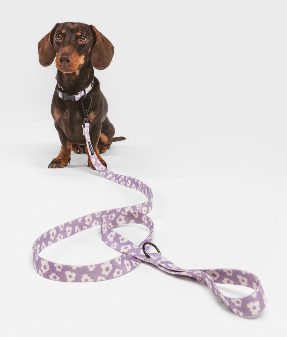 Recyceltes PET-Halsband und Leine, violettes Design, Juno
