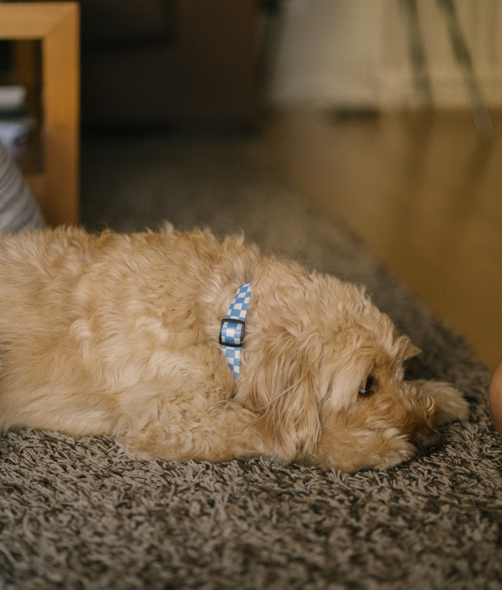 Recycled PET Collar and Leash Pack Vichy Blue Design, Juno
