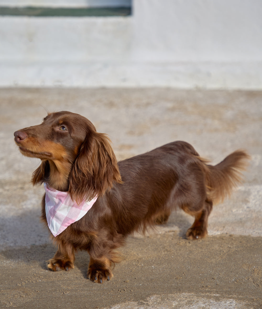 Dog Bandana Design Vichy Pink, Nata