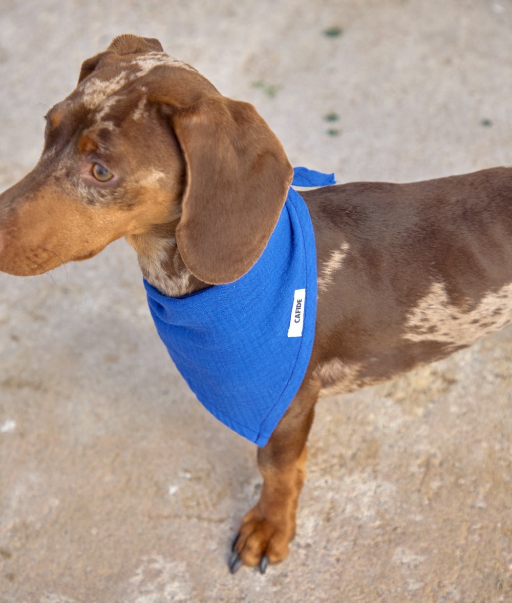 Bandana pour Chien Design Bleu Électrique, Nata