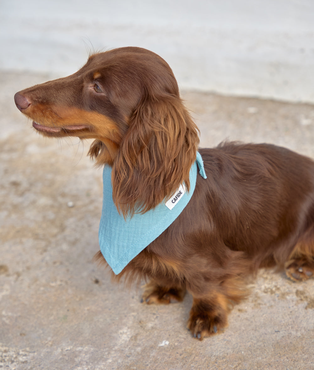 Dog Bandana Design Mint Green, Nata