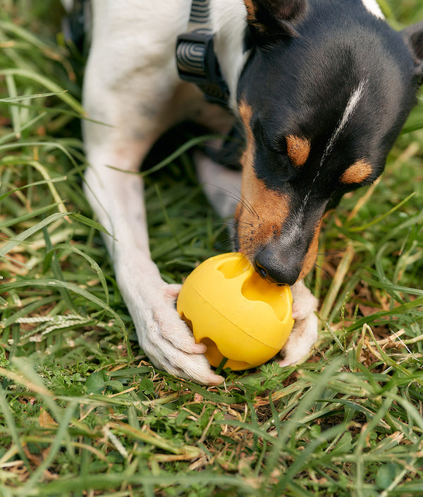 Gelbes Hundespielzeug, Rolo