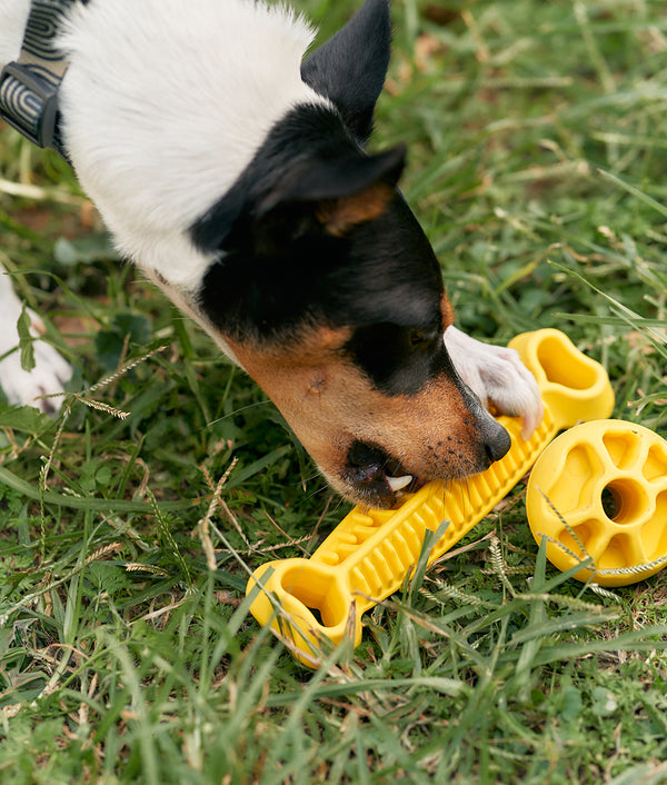 Gelbes Hundespielzeug, blass