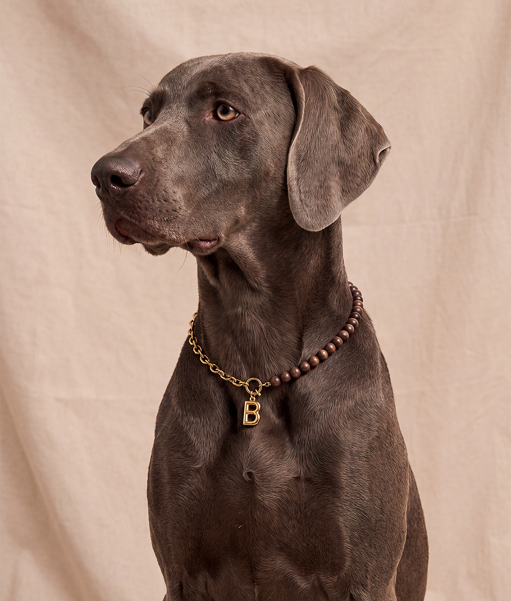 Gold Dog Collar with Wood, Sira