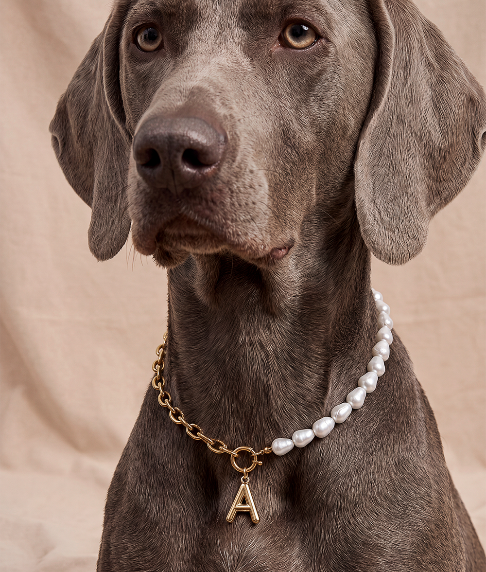 Goldenes Hundehalsband mit Perlen, Sira