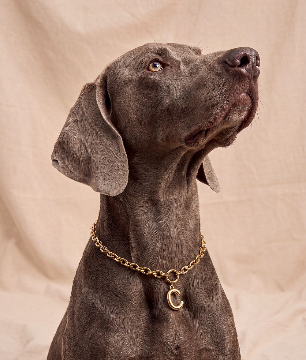 Gold Dog Collar, Sira