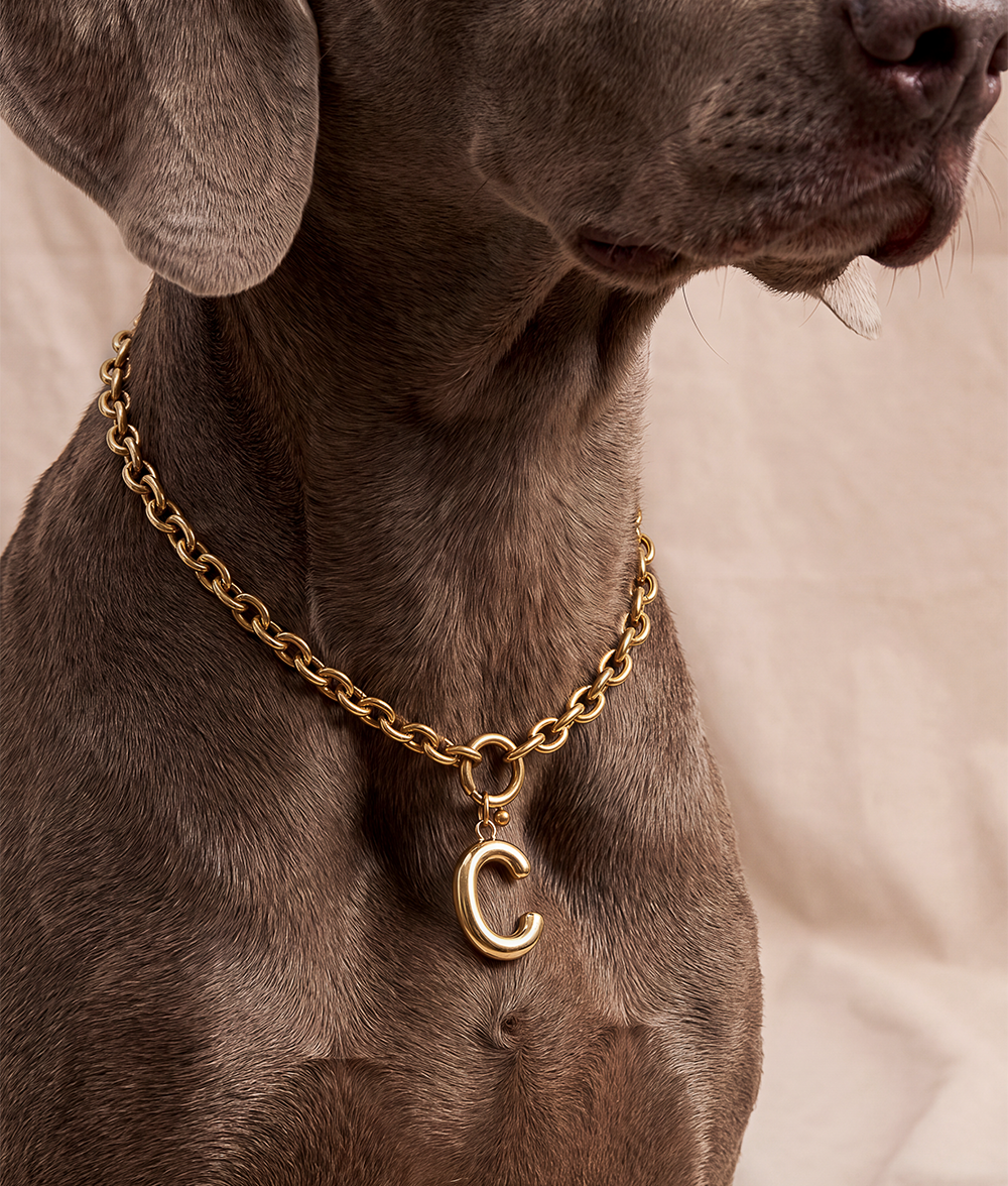 Gold Dog Collar, Sira