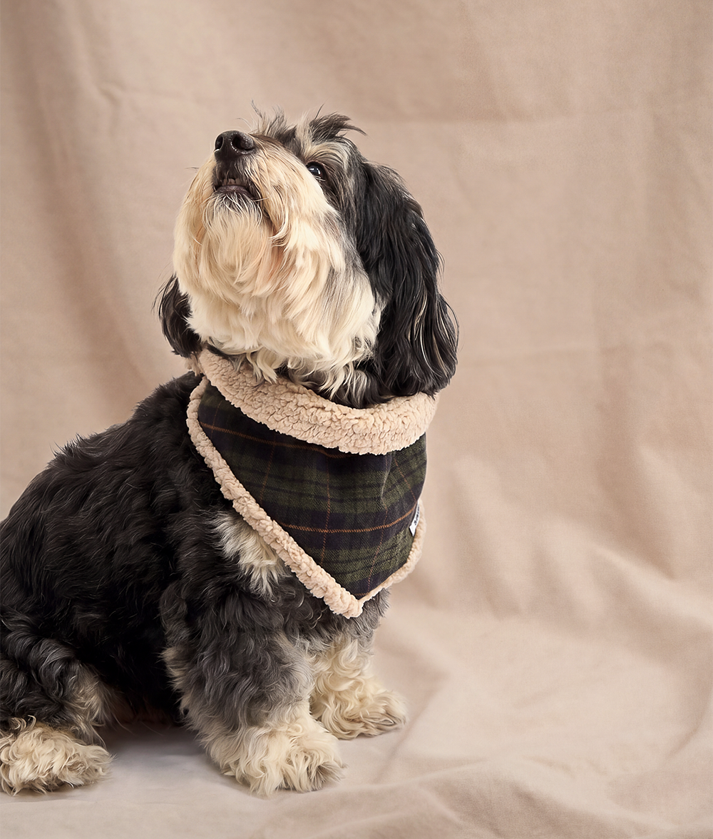 Bandana Pour Chien Tartan Vert, Nata