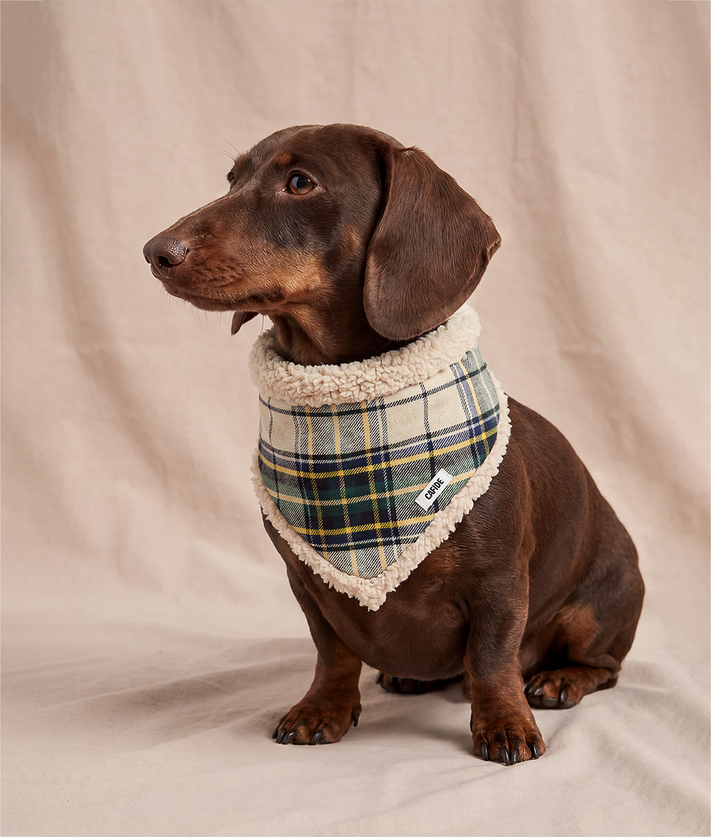 Bandana Pour Chien Tartan Beige, Nata