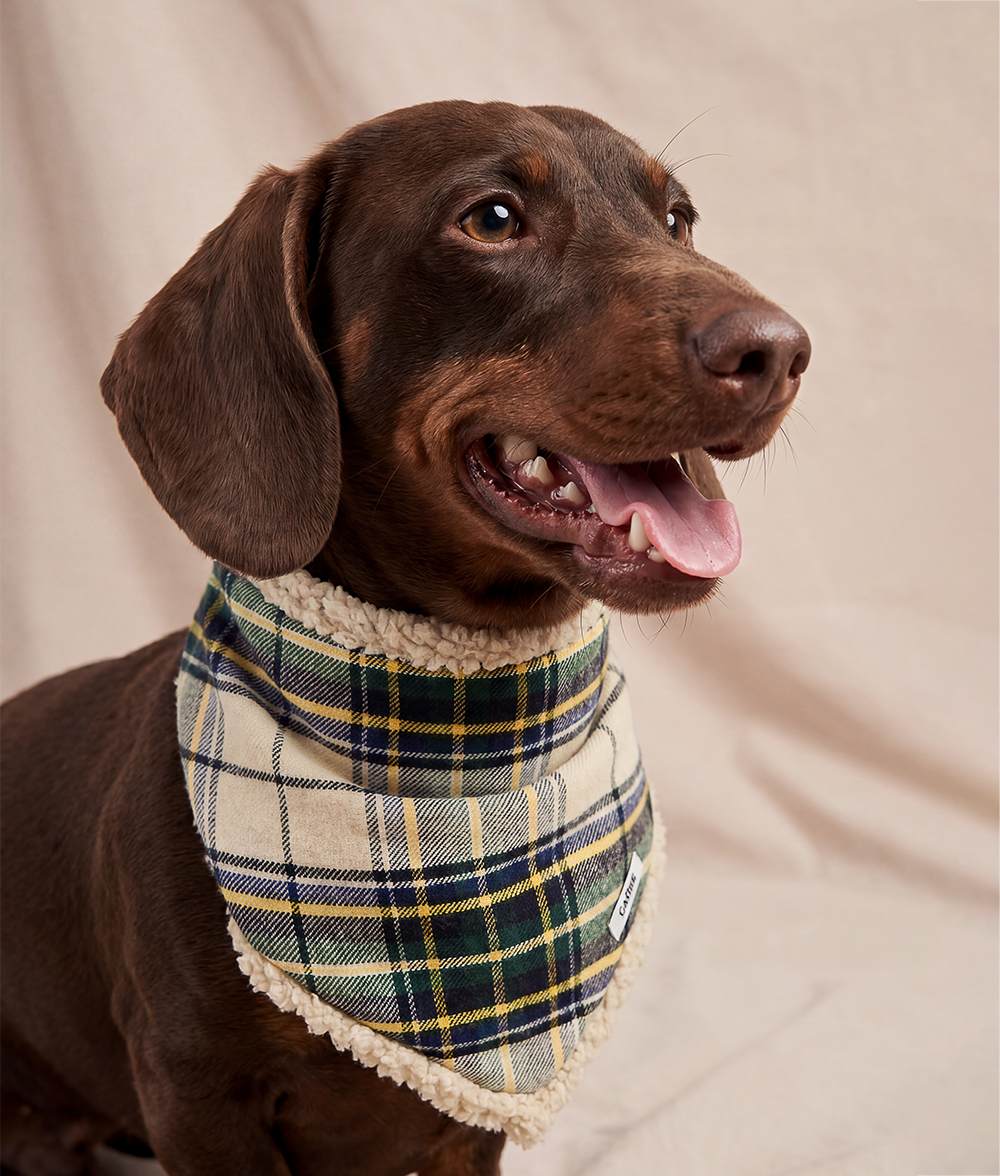Bandana Pour Chien Tartan Beige, Nata