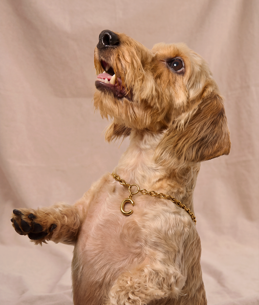Goldener Buchstaben-Anhänger für Hundehalsband, Sira