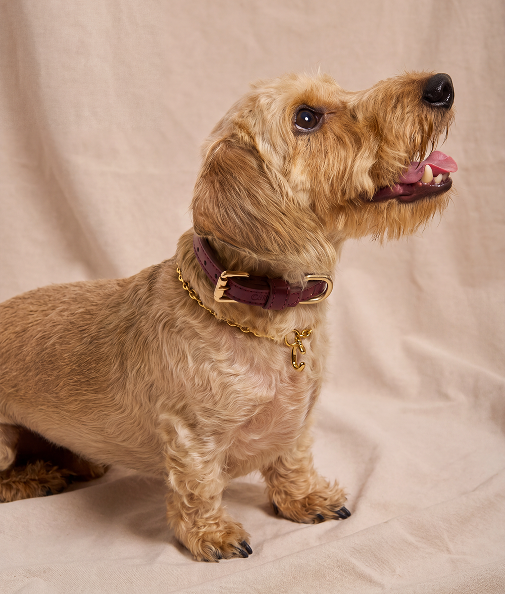 Gold Dog Collar, Sira