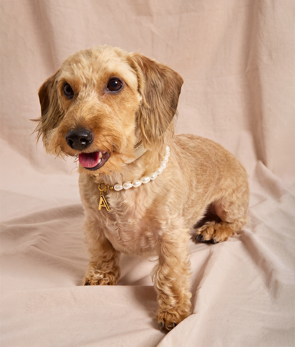 Gold Dog Collar with Pearls, Sira