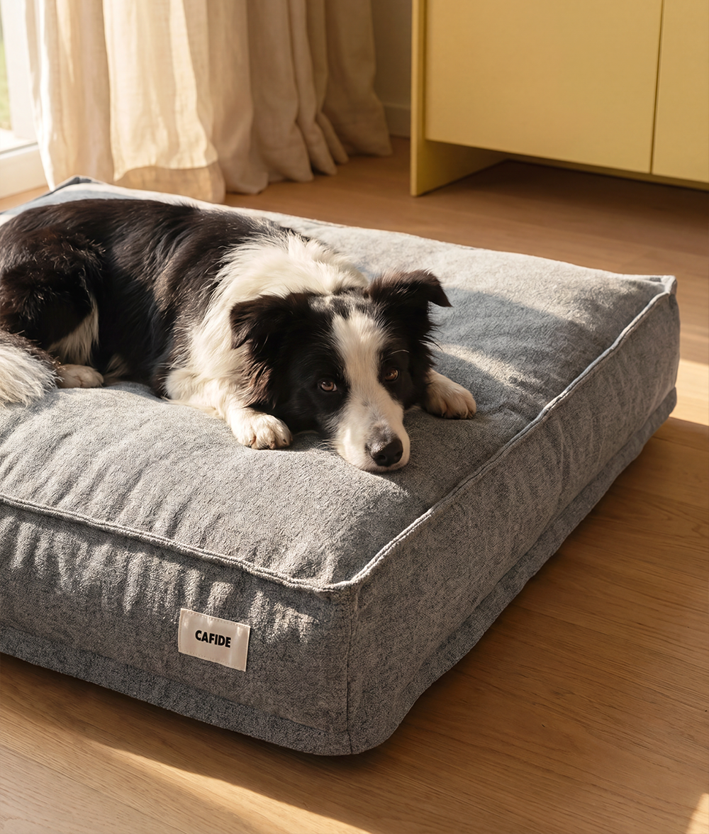 Grey Dog Bed, Cuadra