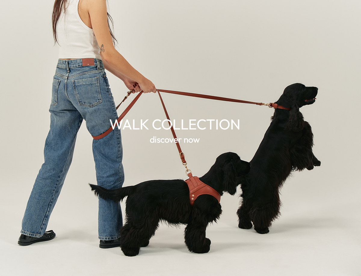 walk-desktop-h-1