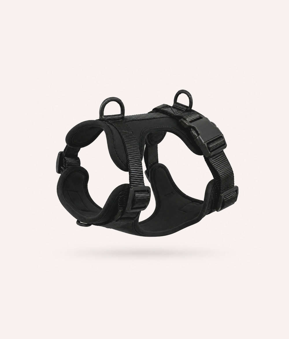 Harnais pour chien noir, Gala