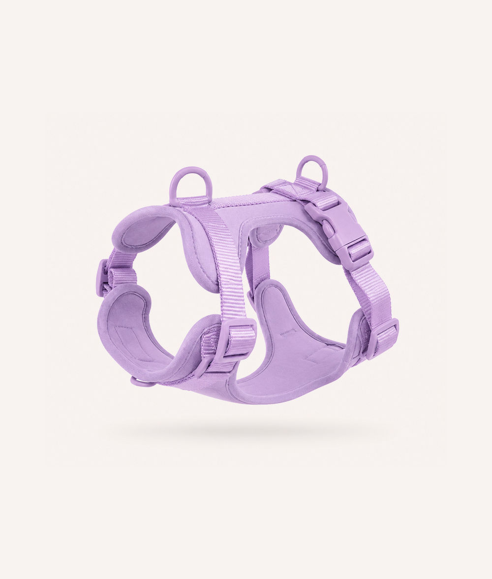 Hundegeschirr Violett, Gala