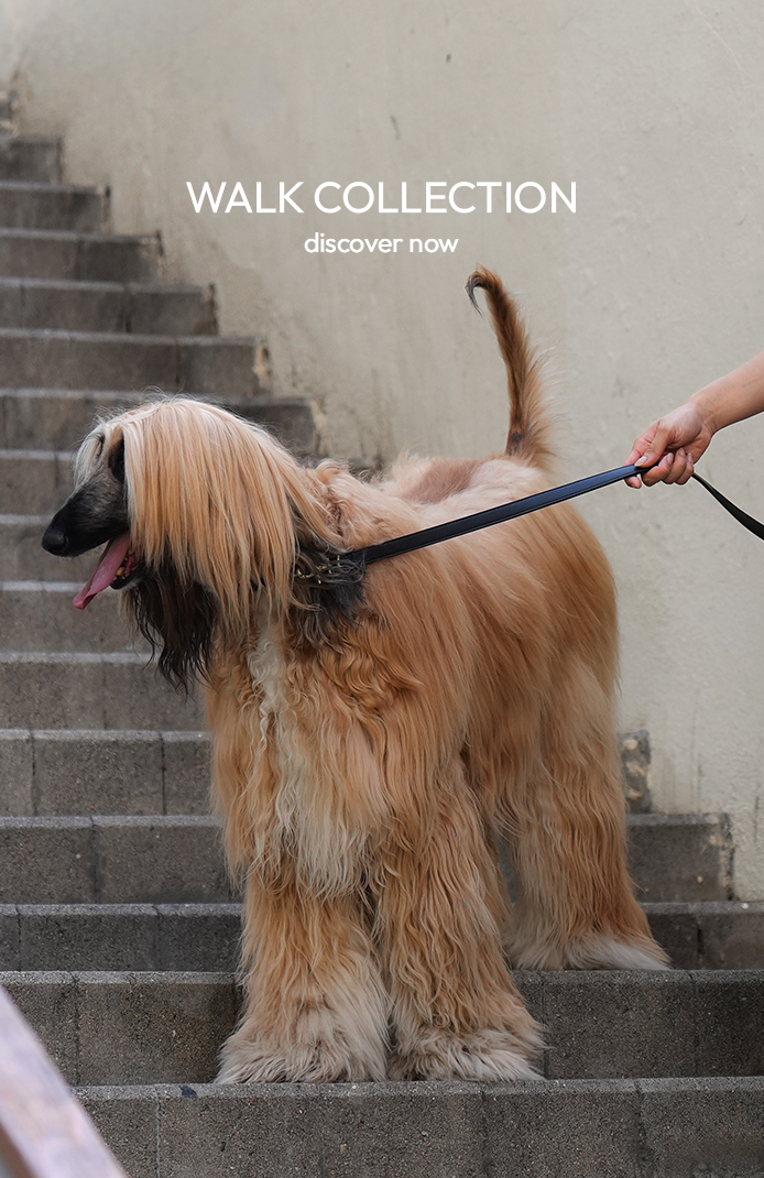 walk-desktop-v-4
