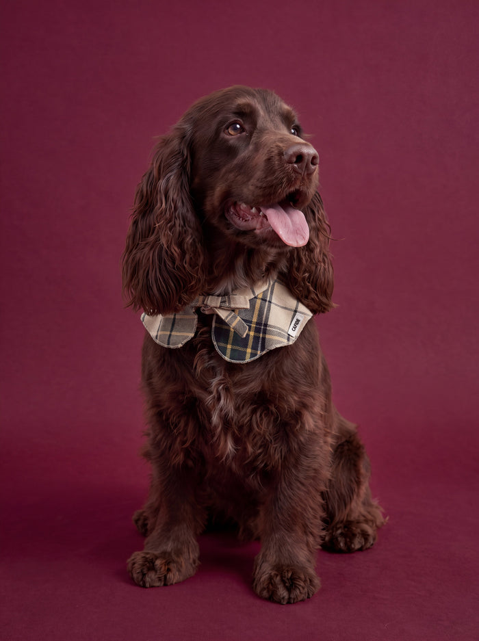 Bandana Estilo Cuello Perro Tartán Beige, Lola