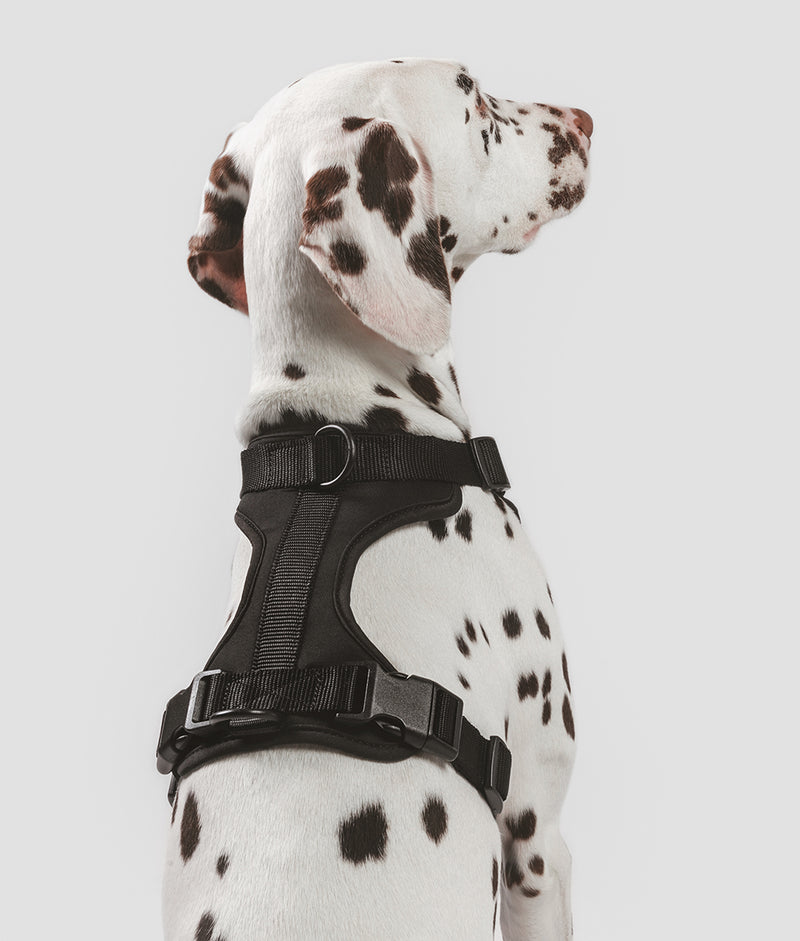 Black Dog Harness, Gala