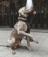 Hundegeschirr Schwarz, Gala