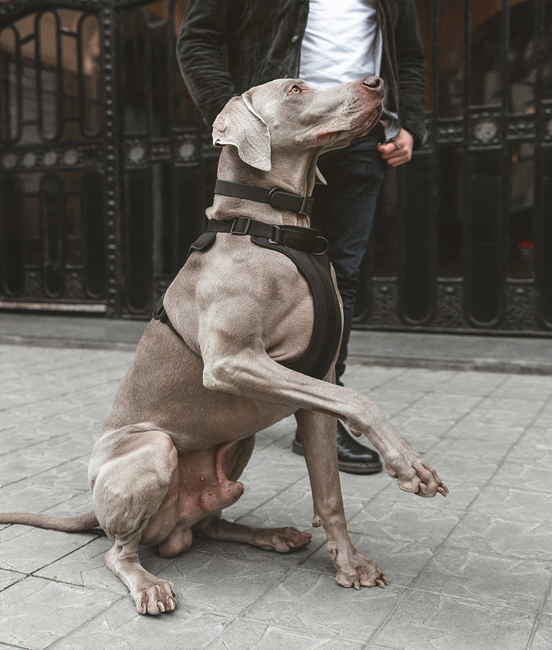 Black Dog Harness, Gala