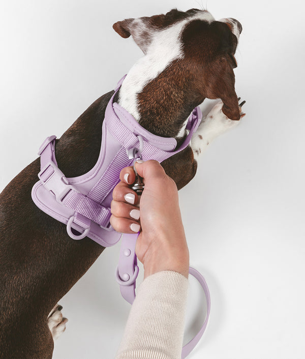 Violet Dog Harness, Gala