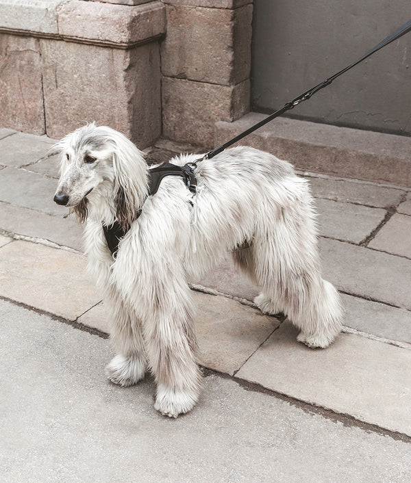 Harnais pour chien noir, Gala