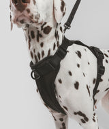 Hundegeschirr Schwarz, Gala