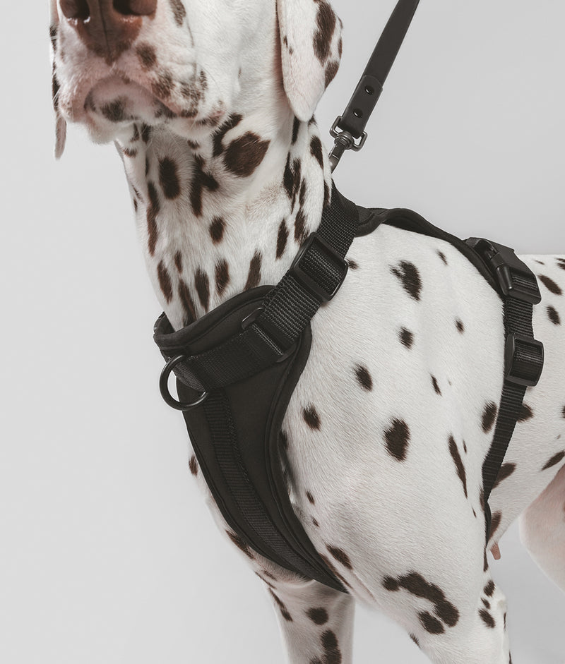 Hundegeschirr Schwarz, Gala