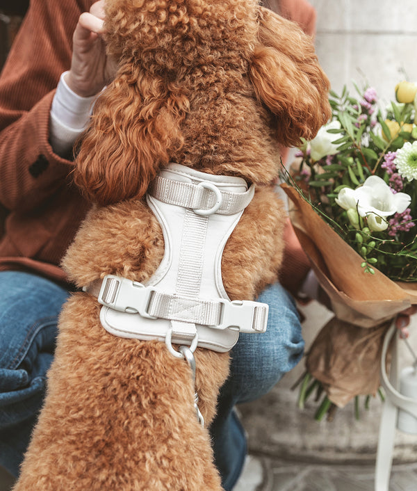 Dog Beige Harness, Gala