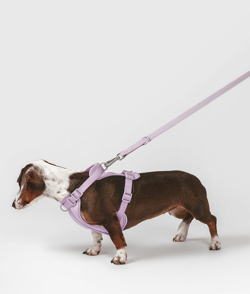 Violet Dog Harness, Gala