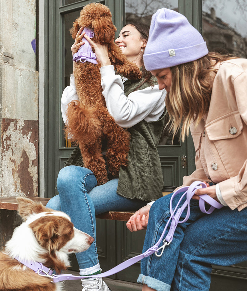 Collier pour chien violet, Gala